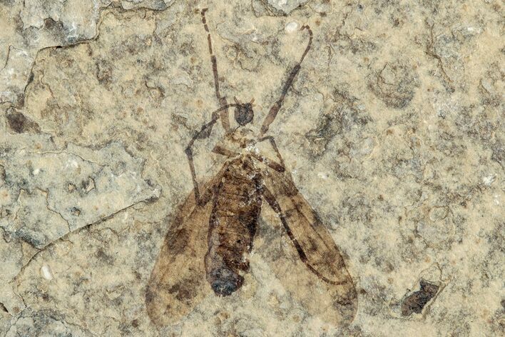 Detailed Fossil March Fly (Plecia) w/ Legs - Wyoming #244986